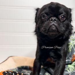Fluffy Jack - Black male Pug puppy in Shady Hills, Florida from Premium Pugs