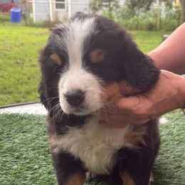 Green - Black rust and white male Bernese Mountain Dog puppy in Pittston, Pa, Pennsylvania from Emma-Mada's Old Thyme Berners