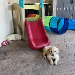 Golden Retriever Puppies from K5 Dog Services