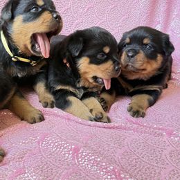 Rottweiler puppies from Rottweiler vom Hause Wolf