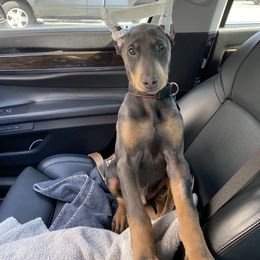 Doberman Pinscher Puppies from Ranchers Companion Doberman Kennel