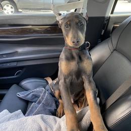 Doberman Pinscher Puppies from Ranchers Companion Doberman Kennel