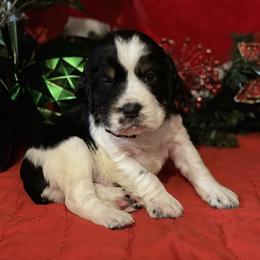 English Springer Spaniel Puppies from Powers English Springer Spaniels