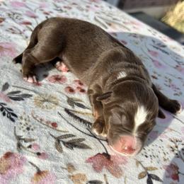 Boy 1 - Red tri male Miniature Australian Shepherd puppy in Beaver, Utah from Renegade Point Stock Dogs