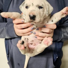 Black Collar - White and black male Dalmatian puppy in Nelsonville, Ohio from Woofter Dalmatians