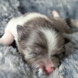 Sky - Blue merle female Pomeranian puppy in Wentzville, Missouri from Pawsome Poms
