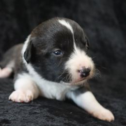 Buttercup - Brindle and white female Cardigan Welsh Corgi puppy in Livermore, Colorado from Rowe Family
