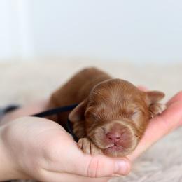 Navy - Caramel red male Australian Labradoodle puppy in Williamstown, New York from Lewis Manor Labradoodles