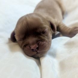 Glinda (Gigi) - Ruby female Cavalier King Charles Spaniel puppy in Corpus Christi, Texas from Kings Cross Cavaliers