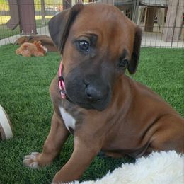 Trinity - Rd whtn blk nose female Rhodesian Ridgeback puppy in Montgomery, Texas from Timber Ridge Kennels