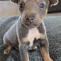 Max - White and blue Rat Terrier puppy in Dover, Ohio from Annette's Puppies