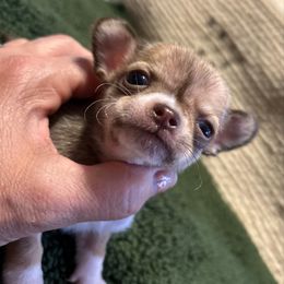 Hershey - Chocolate sabled fawn male Chihuahua puppy in Hampton, Virginia from Chilove Chihuahuas