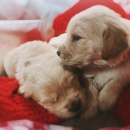 Golden Retriever Puppies from Great Lakes Golden Retreivers
