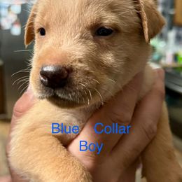 Goldendoodle Puppies from YankeeDoodles