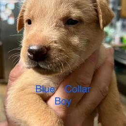 Goldendoodle Puppies from YankeeDoodles