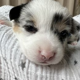 Blue- Blue Merle Male - Blue merle and white male American Corgi puppy in Chippewa Falls, Wisconsin from Dazie Lou’s Corgis