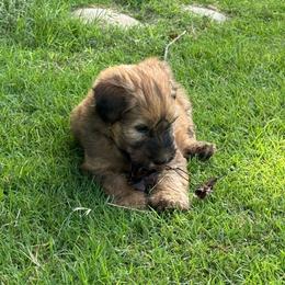 Loomos - Wheaten male Soft Coated Wheaten Terrier puppy in Gordonville, Texas from Serenity Valley Wheatens