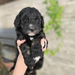 Danube Sava - Phantom female Bernedoodle puppy in Marshall, Michigan from Whispering Aspen Homestead