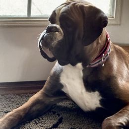 Asher - Boxer