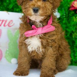Blue - Parti male Goldendoodle puppy in Brandon, Florida from Murphys Doodles