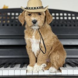 Reba - Red  female Goldendoodle puppy in Clinton, Utah from Golden Law Kennels