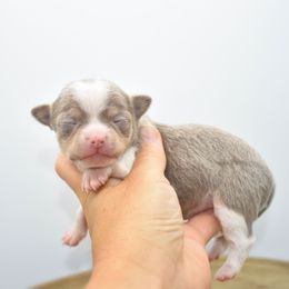 Ripley - Silver male Chihuahua puppy in Bulls Gap, Tennessee from Smokey Mountain Chihuahuas
