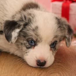 Rocker - Blue merle and white male Cardigan Welsh Corgi puppy in Kerens, West Virginia from Leather & Lace