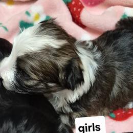 Havanese from Darrtfarms