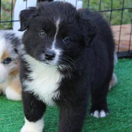 Bronco - Black & white female Miniature Australian Shepherd puppy in Lowgap, North Carolina from Ramblin’ Rose Mini's
