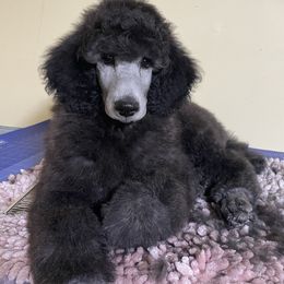 Boy 3 - Poodle puppy in Saint Joseph, Missouri from Ad Astra Performance Poodles