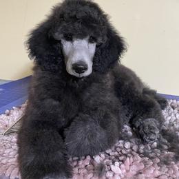 Boy 3 - Poodle puppy in Saint Joseph, Missouri from Ad Astra Performance Poodles