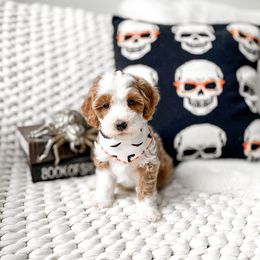 Gomez - Red male Bernedoodle puppy in Springville, Utah from Happy Doodle