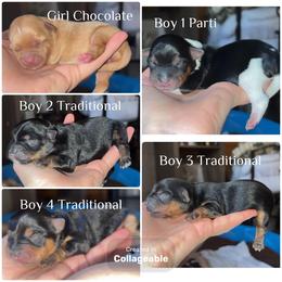 Yorkshire Terrier Puppies from Sasha's Yorkie Pups
