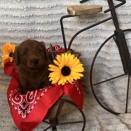 Goldendoodle Puppies from Maryland Doodles