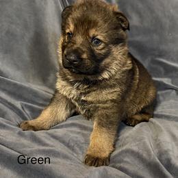 Green - Sable male German Shepherd puppy in Andalusia, Alabama from Keisha Jones