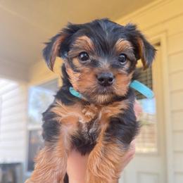 Maserati - Parti male Yorkshire Terrier puppy in San Antonio, Texas from Luna's Treasures