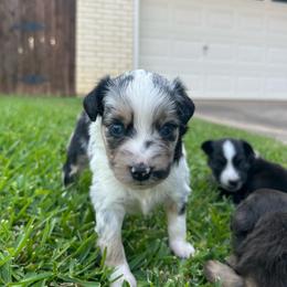 Montana - Blue merle female Miniature Australian Shepherd puppy in North Richland Hills, Texas from Hailey's Miniature Australian Shepherds