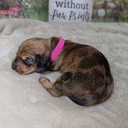 Storm - Dapple female Dachshund puppy in Rio Grande City, Texas from Hounds All Night
