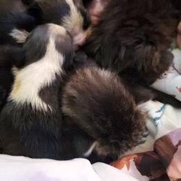 Boston Terrier Puppies from The Christian Bostons
