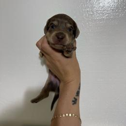 Spirit - Blue and cream male Dachshund puppy in Pontotoc, Mississippi from Toddy Kennels