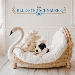 Charlie - Parti female Miniature Schnauzer puppy in Winter Haven, Florida from The Blue Eyed Schnauzer