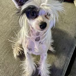 Jinx - Chinese Crested