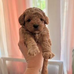 Charlie - Red  male Poodle puppy in Bremerton, Washington from Lincoln Luxe Poodles