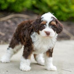 Brunette - Chocolate merle female Bernedoodle puppy in Dundee, Ohio from Down Home Doodle