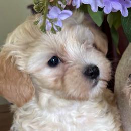Poppy - Apricot male Maltipoo puppy in Wendell, North Carolina from Teddys Teddy Bears