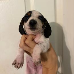 Hermes - Piebald male Dachshund puppy in Conroe, Texas from Dots Dachshunds