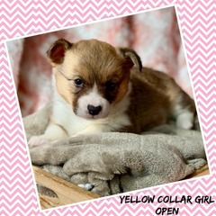 Yellow Collar - Red female Pembroke Welsh Corgi puppy in Glenwood, Minnesota from Minnewaska Corgi Co