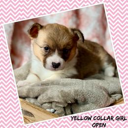 Yellow Collar - Red female Pembroke Welsh Corgi puppy in Glenwood, Minnesota from Minnewaska Corgi Co