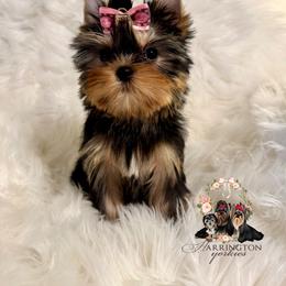 Clara - Blue and gold female Yorkshire Terrier puppy in Bloomingdale, Georgia from Harrington Yorkies