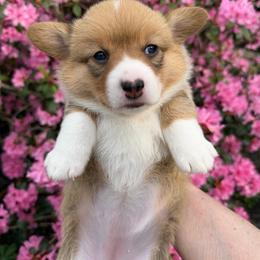Jolene - Sable female Pembroke Welsh Corgi puppy in Bolton, Massachusetts from West Lake Corgis